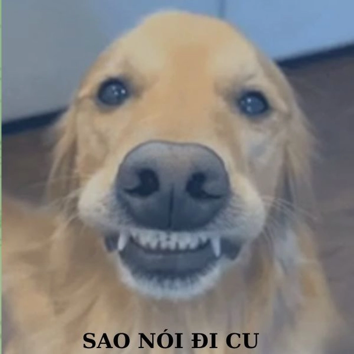 Meme con chó buồn cười cực mạnh