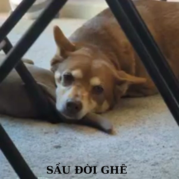 Meme con chó chán đời