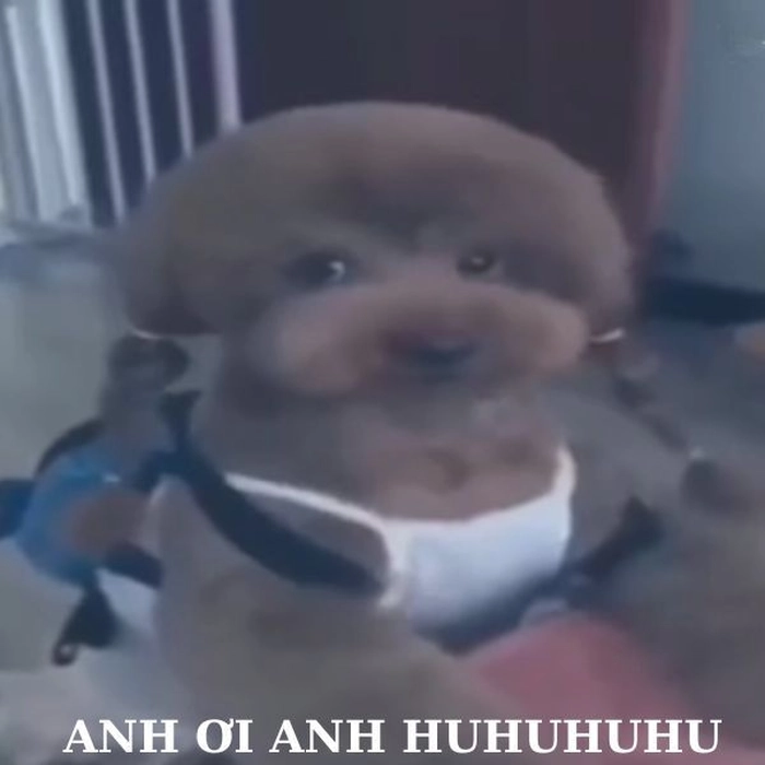 Meme con chó cute bất ổn