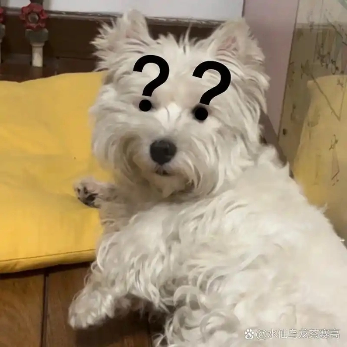 Meme con chó khó hiểu