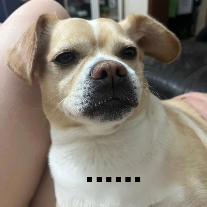 Meme con chó lườm gắt