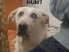 Cười xỉu up xỉu down với top 212+ meme con chó hài bá đạo 