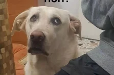 Cười xỉu up xỉu down với top 212+ meme con chó hài bá đạo 