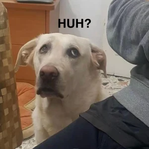 Meme con chó mặt ngu hài