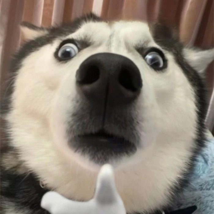 Meme con chó siêu hài