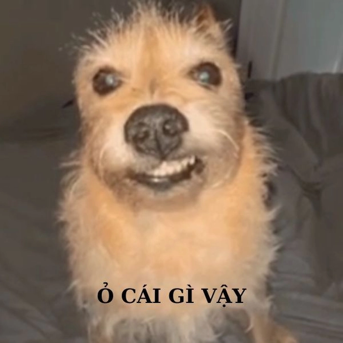 Meme con chó siêu mặn