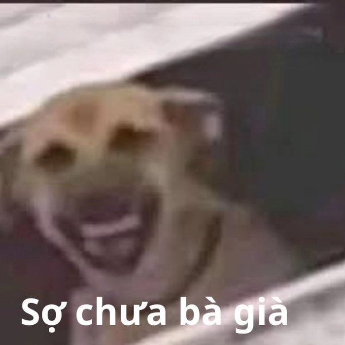 Meme con chó troll bạn