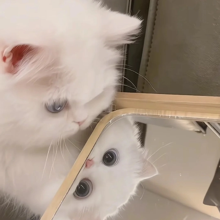 Meme cute cho dân văn phòng
