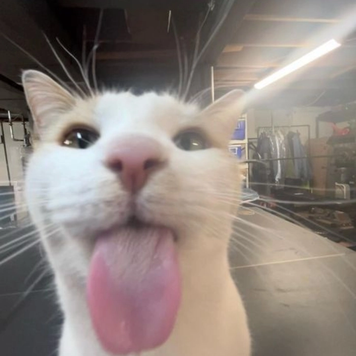 Meme cute hài cực chất