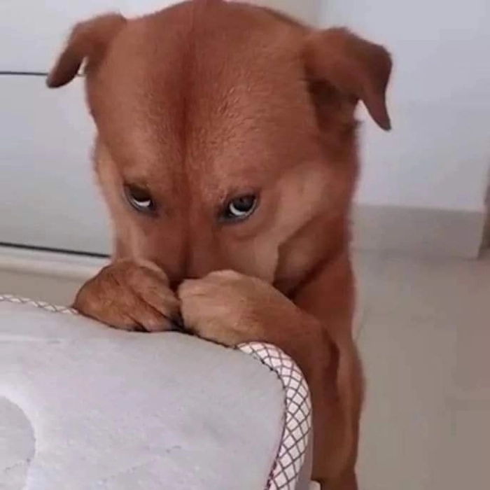 Meme cute hài nhẹ dễ chịu