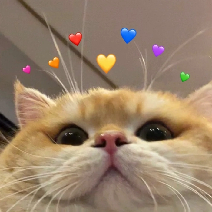 Meme cute ngắm là muốn lưu