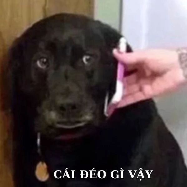 Meme khó hiểu