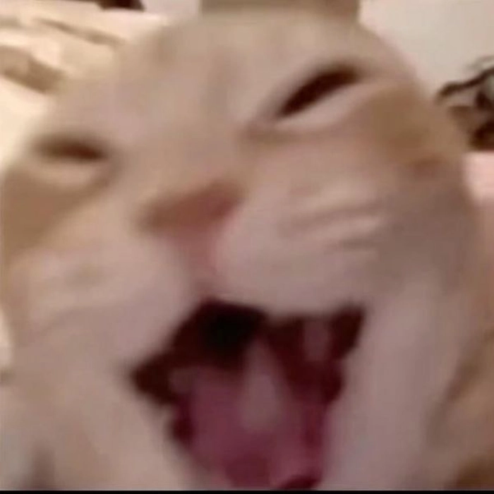 Meme mèo biểu cảm lạ