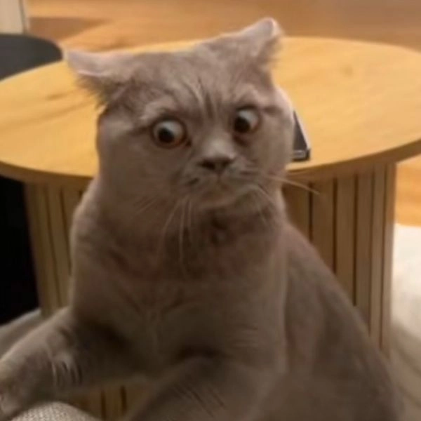 Meme mèo bựa cute