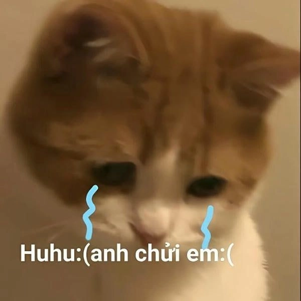 Meme mèo che miệng khóc