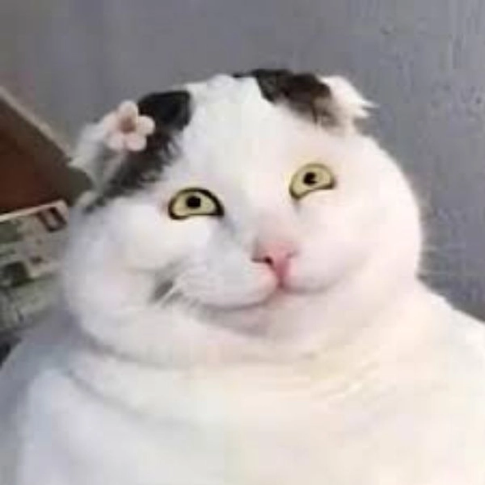Meme mèo cười châm biếm