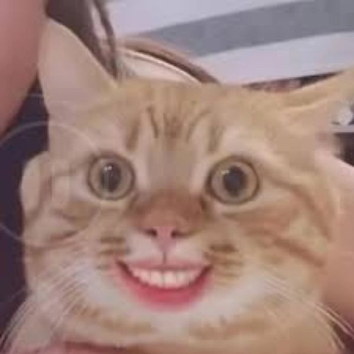 Meme mèo cười chất