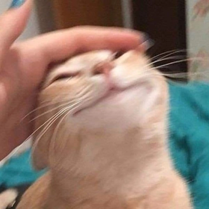 Meme mèo cười vui