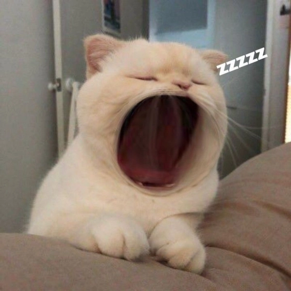 Meme mèo cute dễ thương