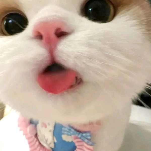Meme mèo cute ngầu ngộ nghĩnh