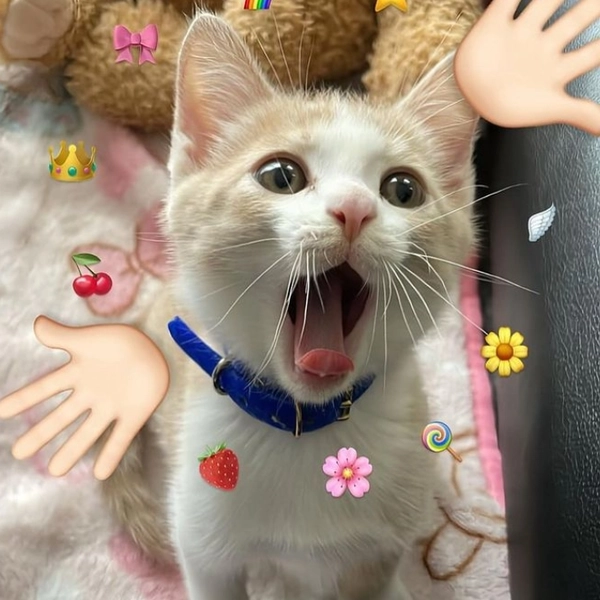 Meme mèo dễ thương ngáo ngơ