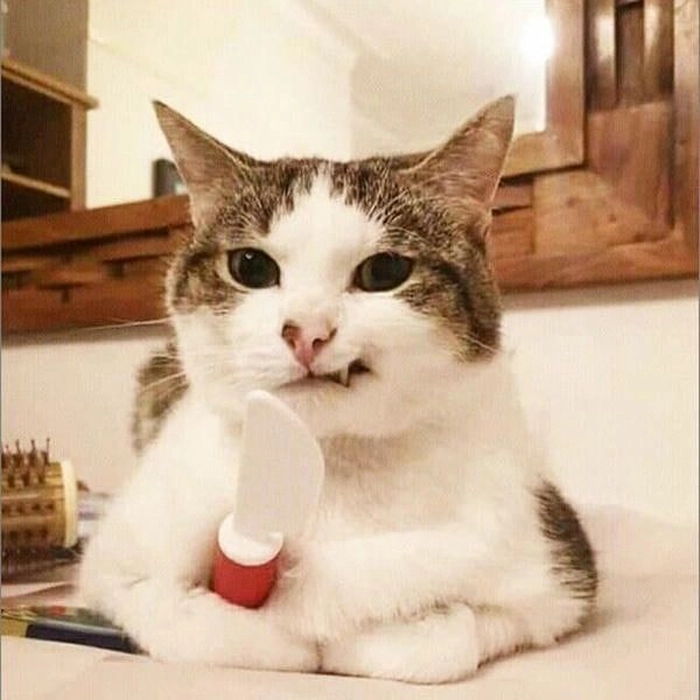 Meme mèo độc lạ