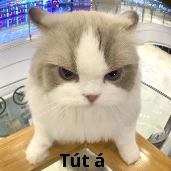 Meme mèo hài ảnh động ngắn