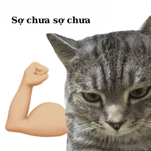 Meme mèo hài bình luận vui