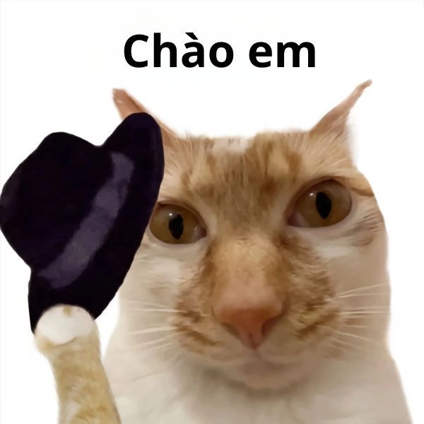 Meme mèo hài gây bão mạng