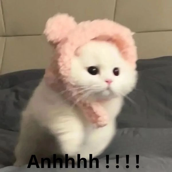 Meme mèo hài hước dễ thương