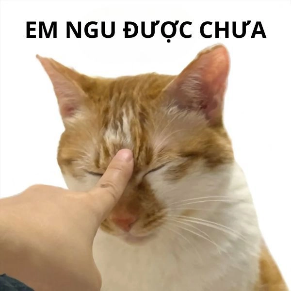 Meme mèo hài kèm chữ vui