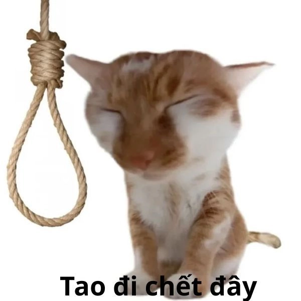 Meme mèo hài ngắn vui nhộn