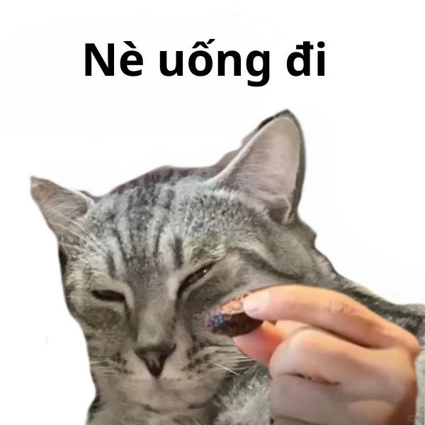 Meme mèo hài nhiều biểu cảm