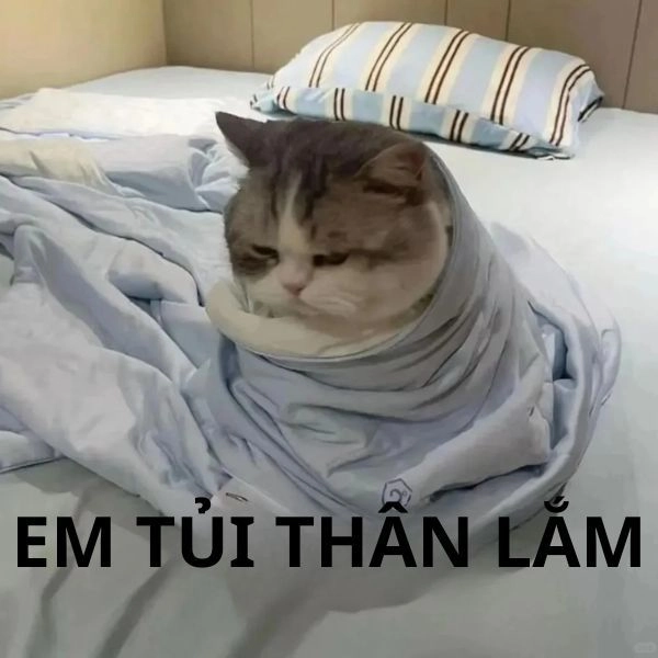 Meme mèo hài nội dung thú vị
