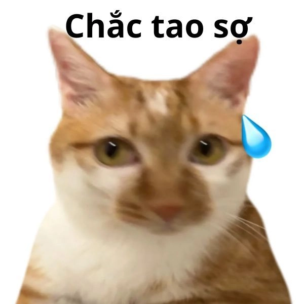 Meme mèo hài phong cách Gen Z