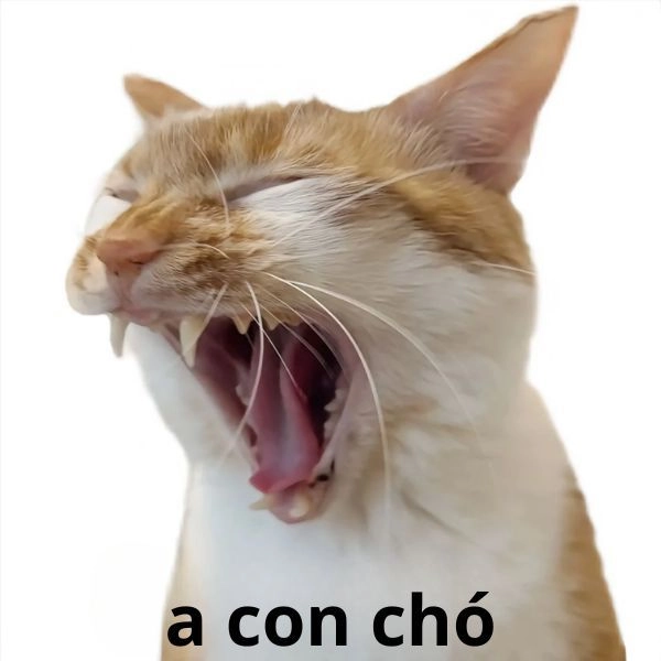 Meme mèo hài top trend mạng