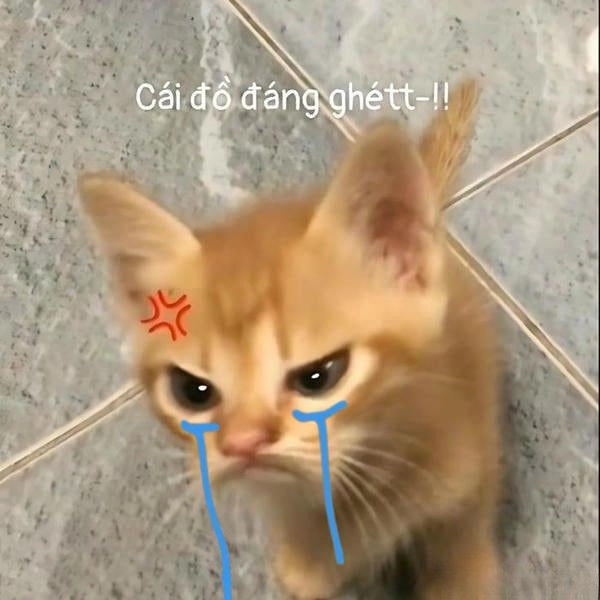 Meme mèo khóc biểu cảm