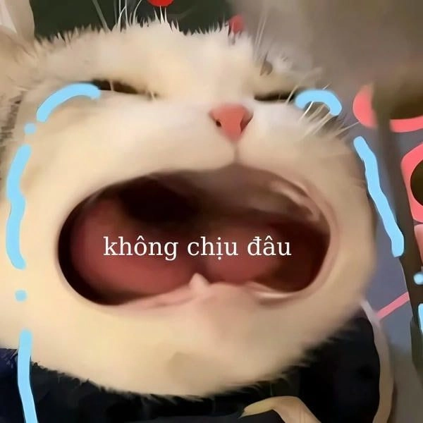 Meme mèo khóc buồn cười
