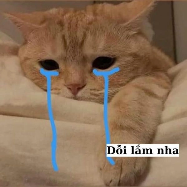 Meme mèo khóc chờ tin nhắn