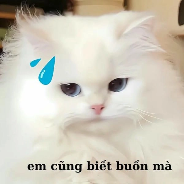 Meme mèo khóc cute hài hước