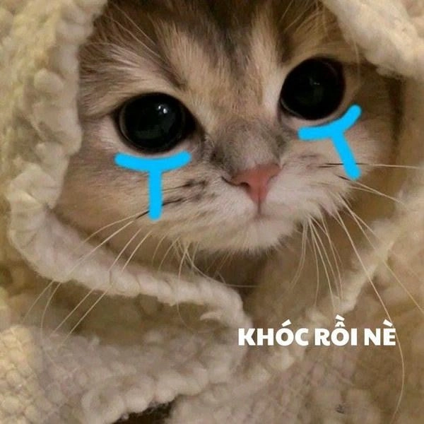 Meme mèo khóc cute
