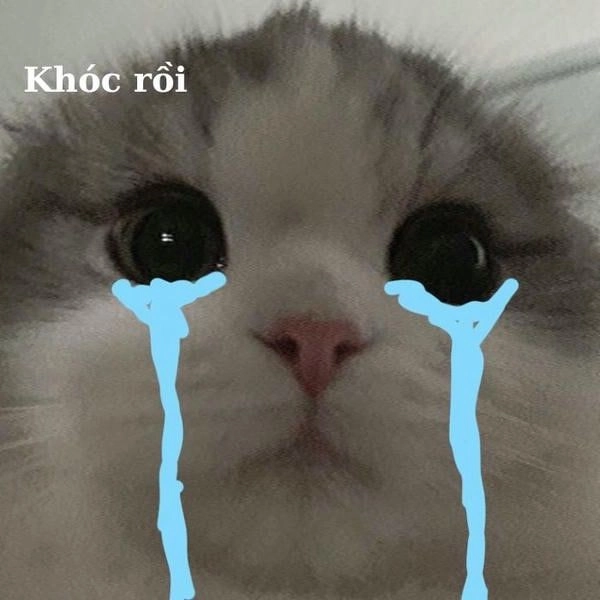 Meme mèo khóc đêm khuya