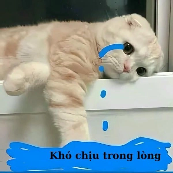 Meme mèo khóc gục mặt