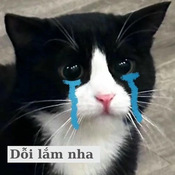 Meme mèo khóc hài mà đau