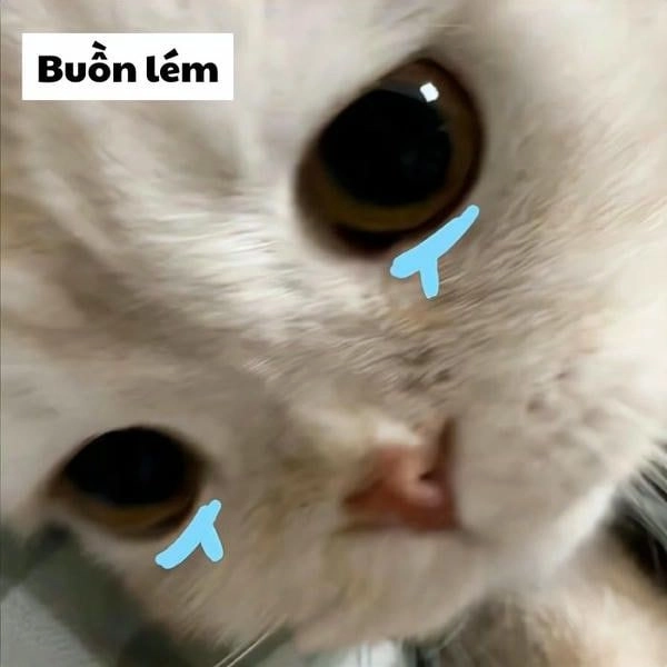 Meme mèo khóc troll nhẹ