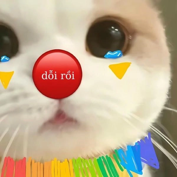 Meme mèo khóc vì ăn mắng
