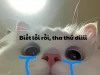 Cười ra nước mắt với 317+ ảnh meme mèo khóc cute siêu hài