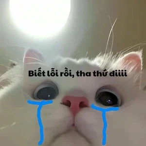 Meme mèo khóc vì đói