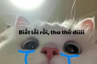 Cười ra nước mắt với 317+ ảnh meme mèo khóc cute siêu hài