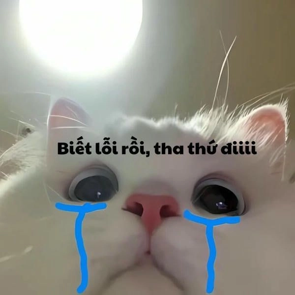 Meme mèo khóc vì đói